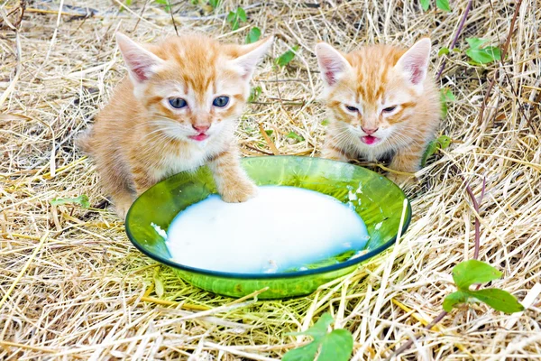 Young kittens drinking milk — Stock Photo, Image