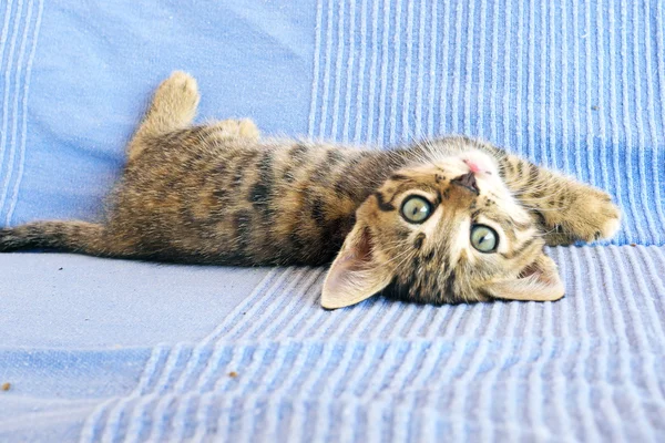 Gatinho bonito — Fotografia de Stock