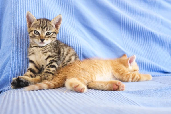 Cute little kitten — Stock Photo, Image