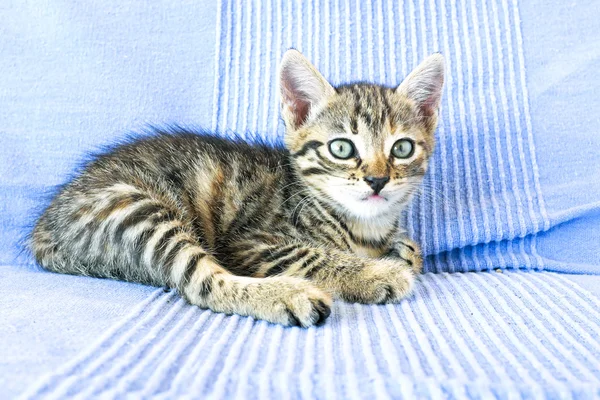 Cute little kitten — Stock Photo, Image