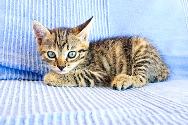 Cute little kitten — Stock Photo, Image