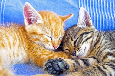 Two little kittens sleeping clipart