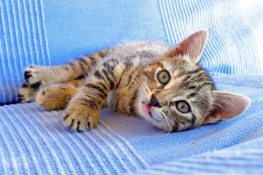 bir kanepede sevimli kedicik