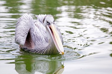 Pelikan için balık izlerken