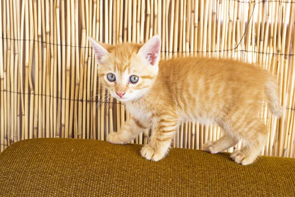 Cute little kitten on a couch — Stock Photo, Image