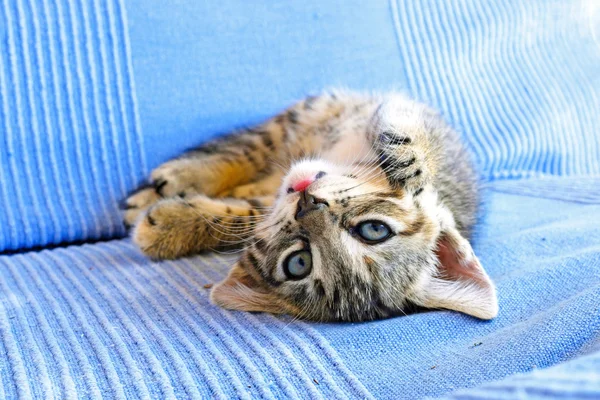 Cute little kitten on a couch — Stock Photo, Image