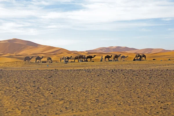 Kamele in der Sahara-Wüste — Stockfoto