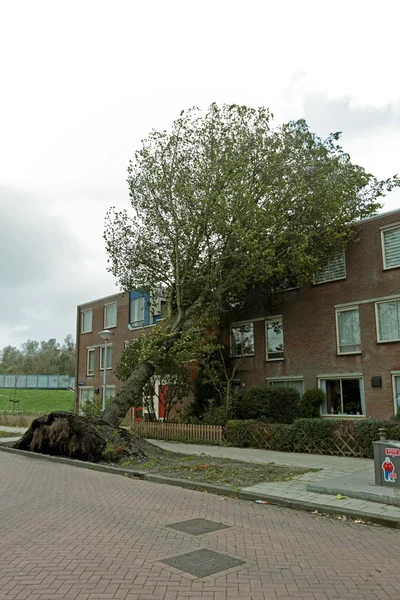 düşmüş fırtına ağaç