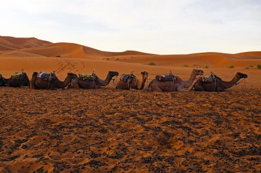 Develer erg African yılında Fas Afrika çöl