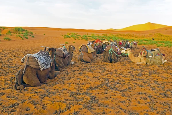 モロッコのアフリカの砂漠のラクダ、シェビ — ストック写真
