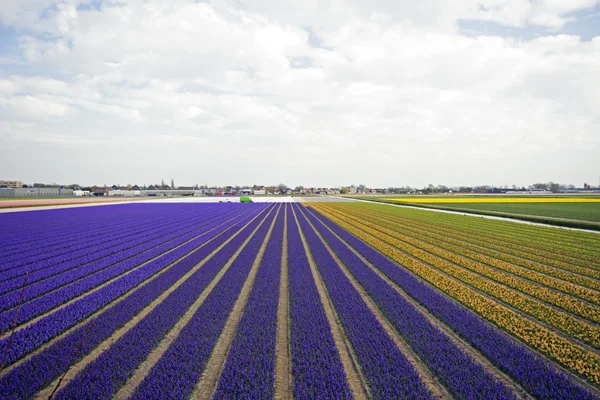Coloridos campos de tulipas primavera nos Países Baixos — Fotografia de Stock