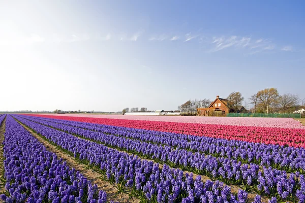 Färgglada våren tulpan fält i Nederländerna — Stockfoto