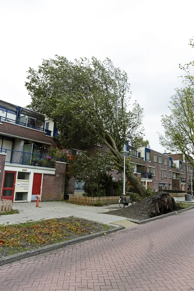 Boom viel op huizen tijdens een storm in amsterdam Nederland — Stockfoto