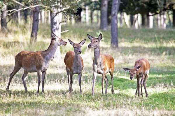 Deers in the forest — Stock Photo, Image