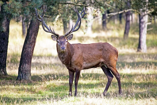 Cervo nella foresta — Foto Stock