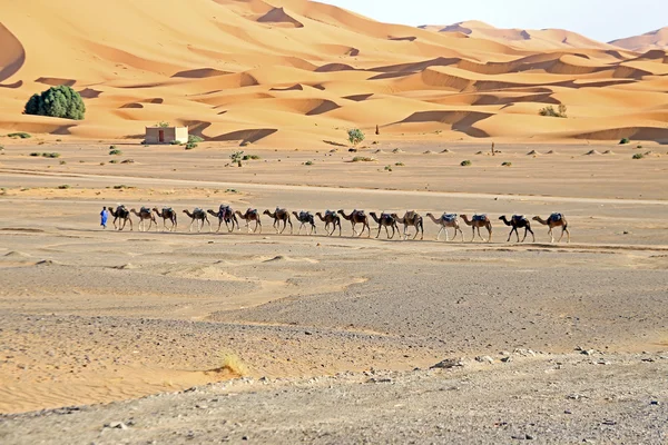 Kamelen in de woestijn van erg chebbi, Marokko — Stockfoto