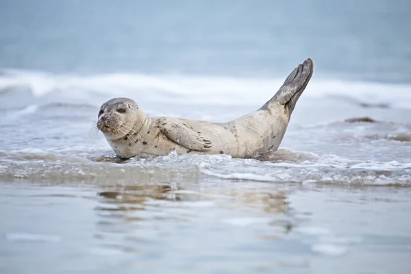 Младенец тюлень в воде из океана — стоковое фото