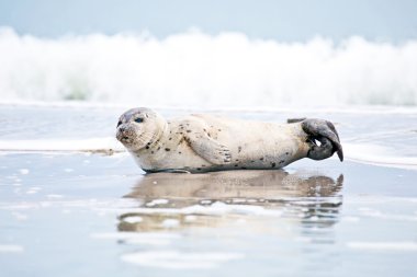 greay seal Beach
