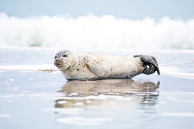 Greay seal at the beach clipart