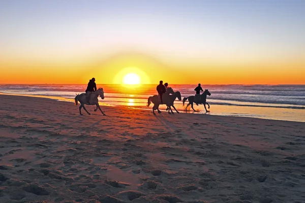 日没時にビーチに馬に乗って — ストック写真