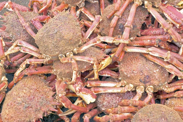 Montones de cangrejos —  Fotos de Stock