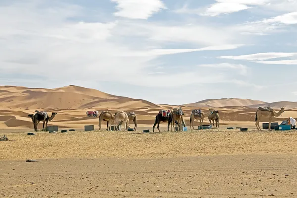 Camellos en el desierto del Sahara al atardecer — Foto de Stock