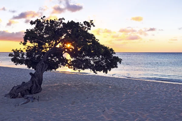 Árbol de Dividivi — Foto de Stock