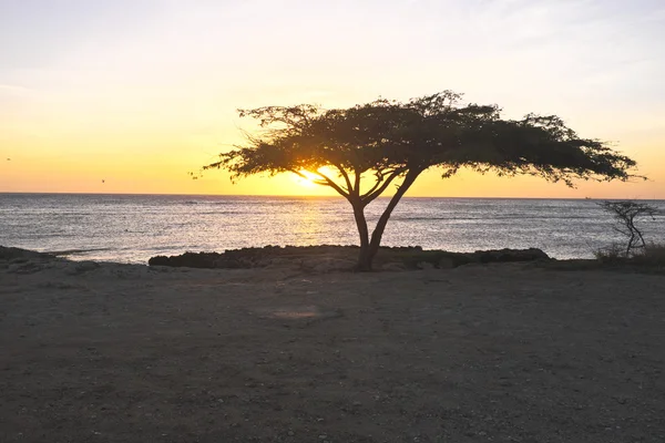 Dividivi árvore em Aruba — Fotografia de Stock