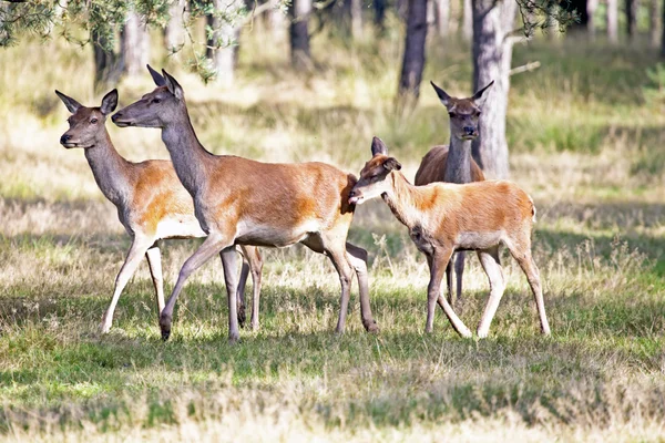 Deers in the forest — Stock Photo, Image