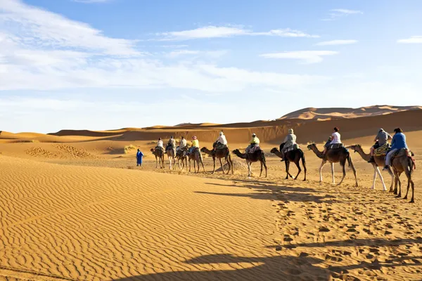 Camel caravane — Photo