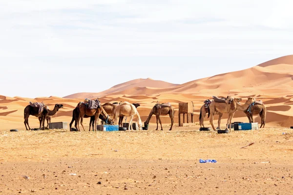 Kameler i öknen — Stockfoto