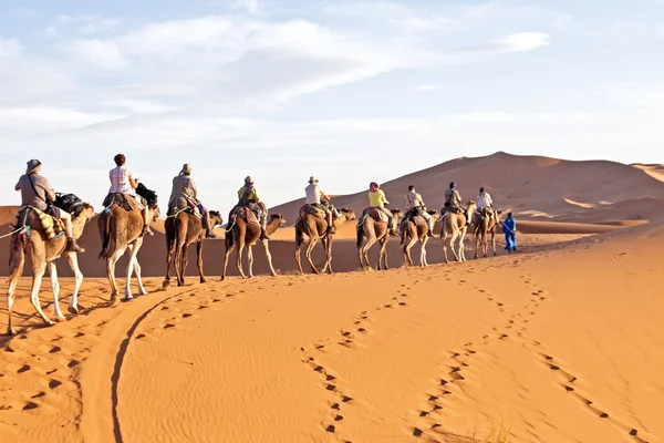 Caravane de chameaux dans le désert du sahara — Photo