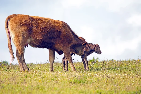 Mother cow with newborn baby calf in the countryside — Stock Photo, Image