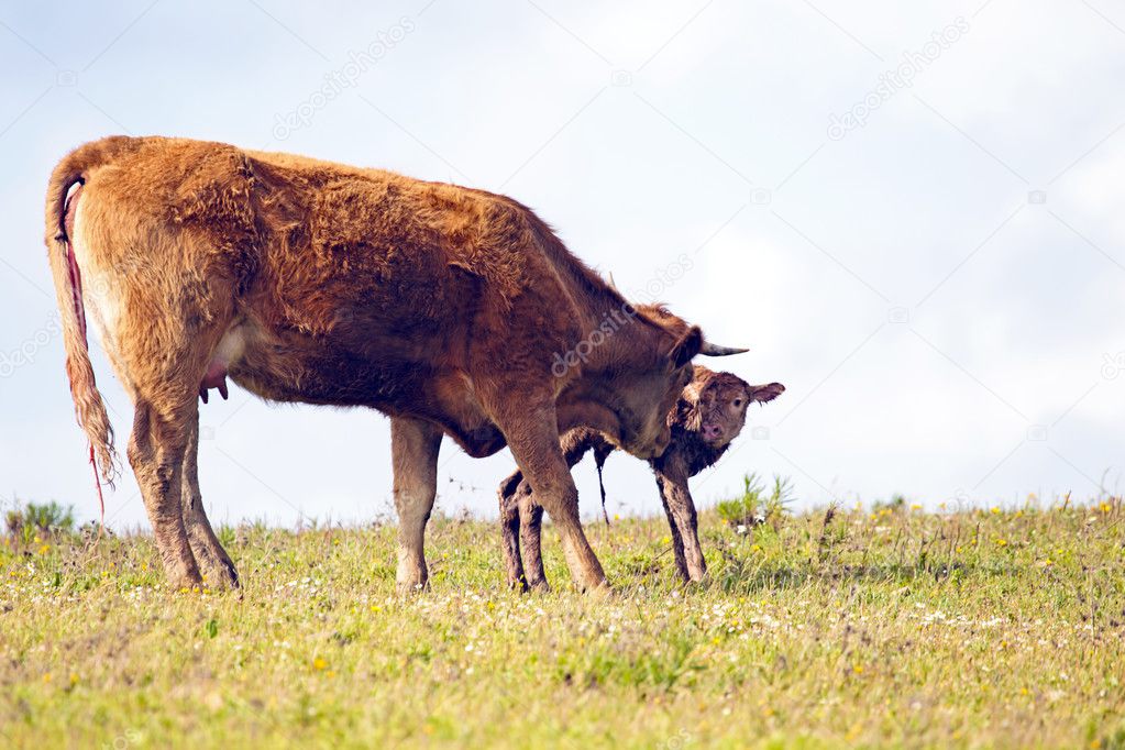 Mother cow with newborn baby calf in the countryside