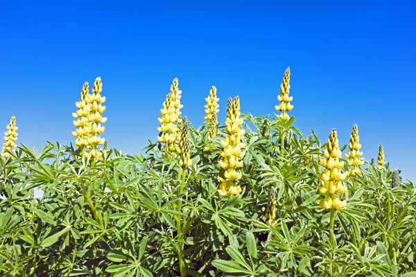 Gul lupine under våren — Stockfoto