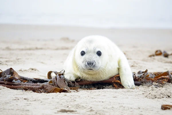 Baby grijs verzegelen (halichoerus grypus) — Stockfoto