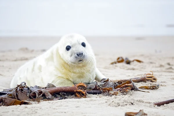 Baby Grey Seal (Halichoerus grypus) — Stock Photo, Image