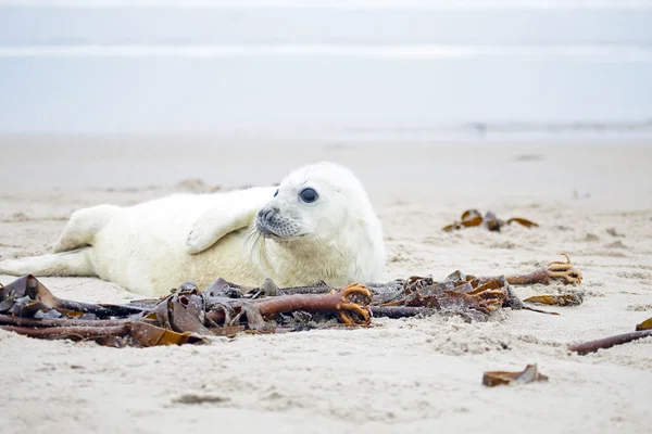 Baby Grey Seal (Halichoerus grypus) — Stock Photo, Image