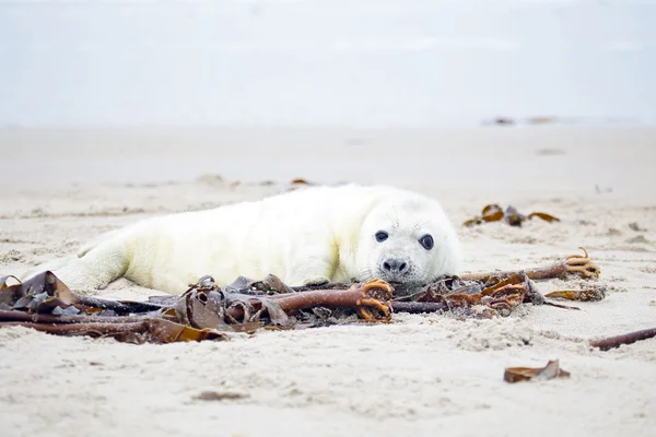 Baby Grey Seal (Halichoerus grypus) — Stock Photo, Image