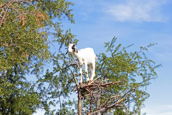 Koza w drzewo. — Zdjęcie stockowe