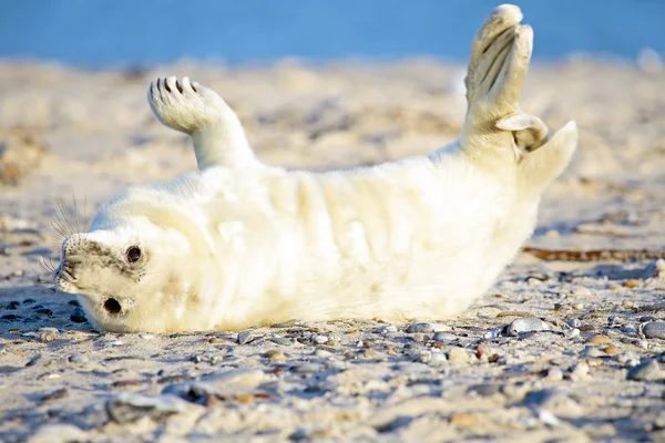 Baby Grey Seal — Stock Photo, Image