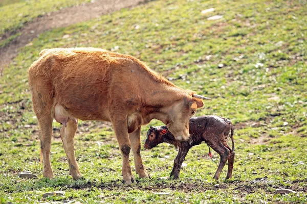 生まれたばかりの赤ちゃんと母牛 — ストック写真