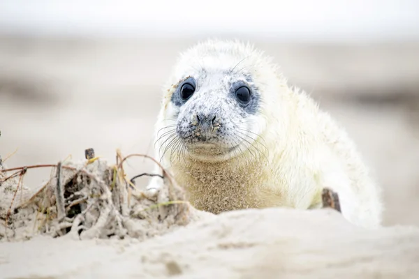 婴儿灰色的海豹 （halichoerus grypus) — 图库照片