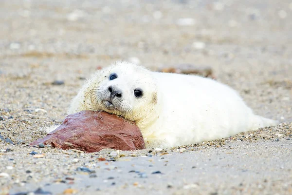 Baby grijs verzegelen (halichoerus grypus) — Stockfoto