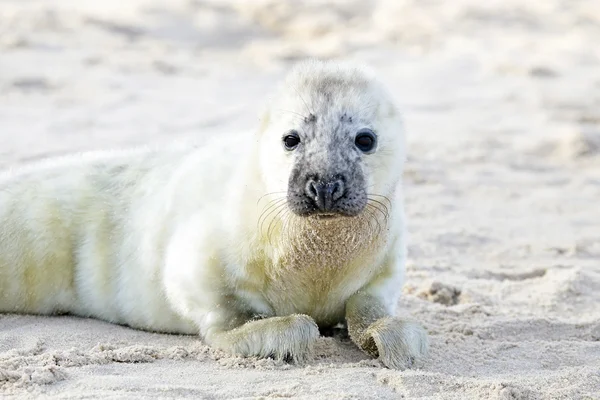 Baby Grey Seal (Halichoerus grypus) — Stock Photo, Image