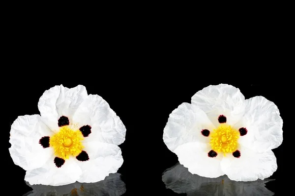 Guma rockrose - cistus ladanifer — Stock fotografie