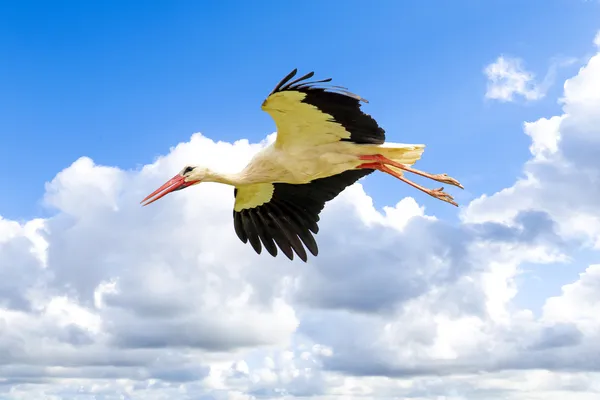 푸른 하늘에 흰 황새 — 스톡 사진