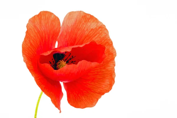 Poppy flower — Stock Photo, Image