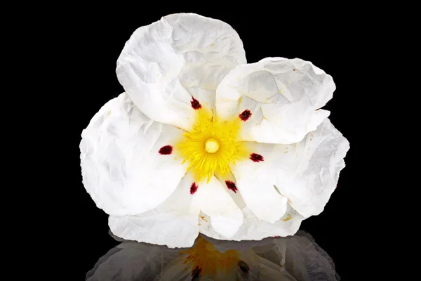 Gum rockrose — Stock Image Gum rockrose Royalty Free Stock Photos