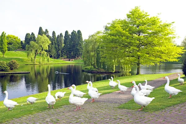 Muitos gansos selvagens em um lago — Fotografia de Stock
